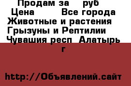 Продам за 50 руб. › Цена ­ 50 - Все города Животные и растения » Грызуны и Рептилии   . Чувашия респ.,Алатырь г.